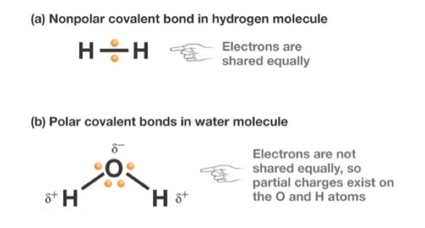 <p>form when atoms share electrons equally</p><p>- same electronegativity</p>