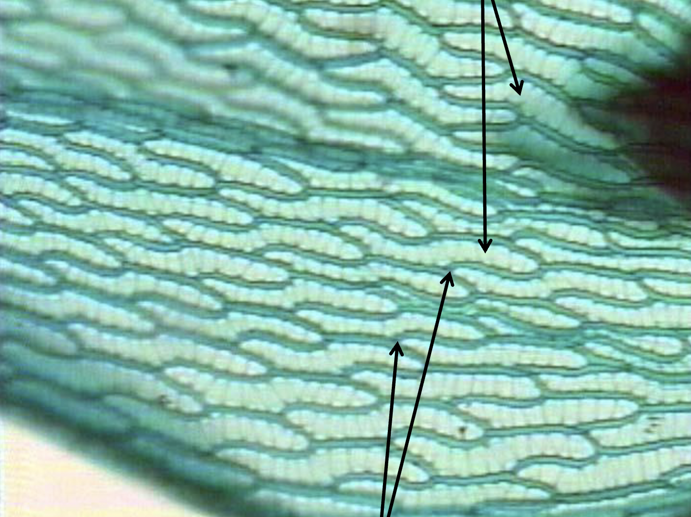 <p>What are the dark lines and lighter spots represent?</p>