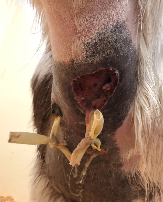 <p>-external trauma</p><p>-rupture of diverticulum</p><p>-iatrogenic (NGT)</p>