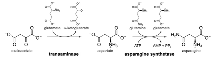 <p>by <u>amidation </u>of aspartate</p><p>asp + ATP + glutamine + <strong>asp synthetase </strong>&gt; AMP + PPi + glutamate + asparagine</p><p>cat. by asp synthetase, needs ATP</p>
