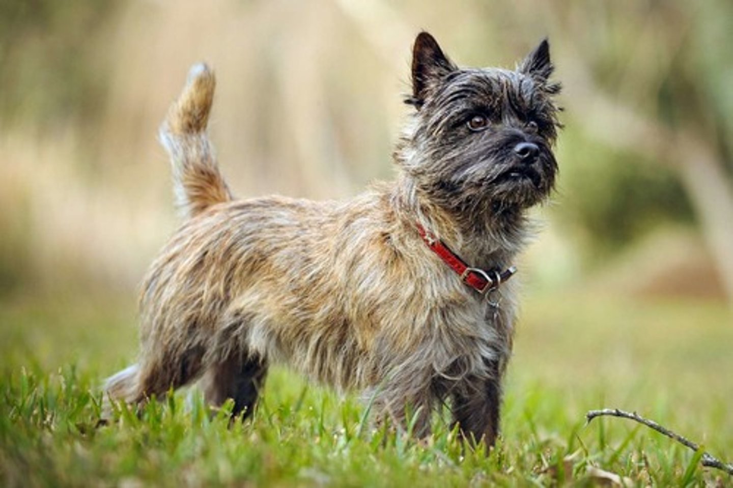 <p>What is this breed? What is it's AKC classification?</p>