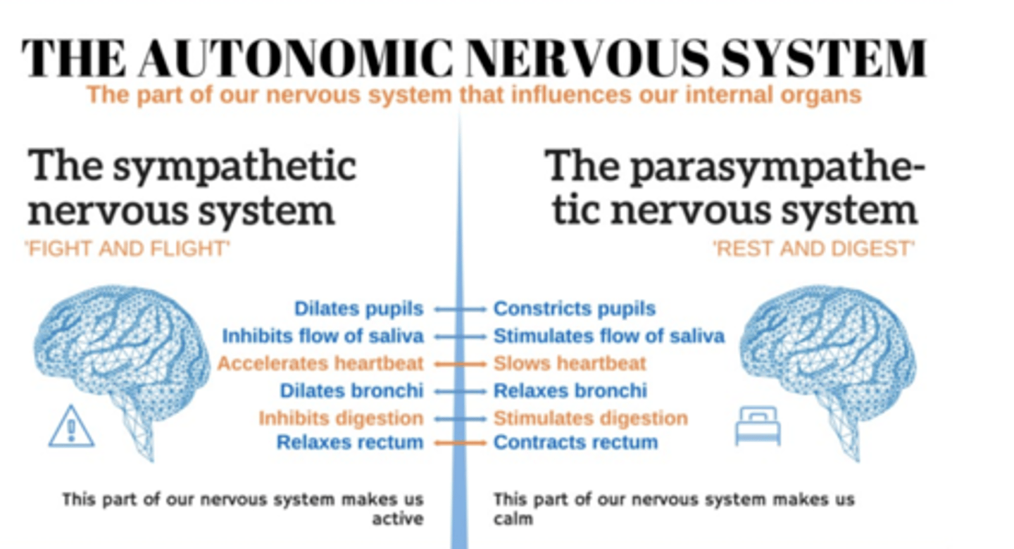 <p>*speed up digestion, stimulates peristalsis*</p><p>Pre-ganglionic fibers in aortic and peri-arterial plexuses</p><p>Post-ganglionic fibers in myenteric/submucosal plexuses</p>