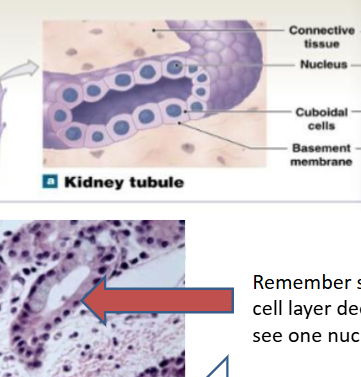<p>It has limited protection, secretion, and absorption. 1 layer, cube shaped</p><p>locations: glands; thyroid gland, portions of kidney tubules</p>