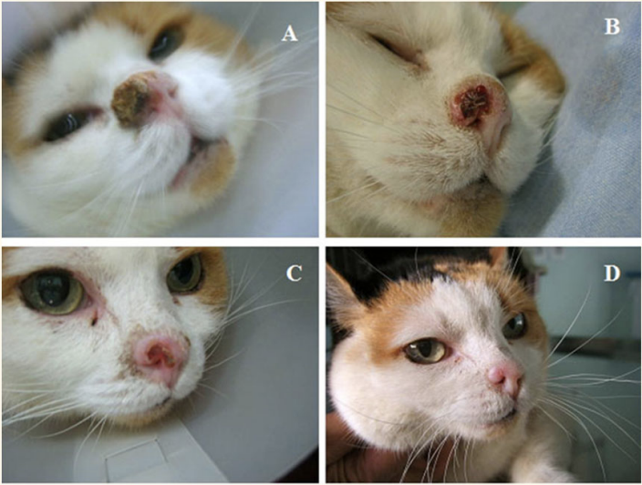 <p>Electrochemotherapy: feline scc</p><ul><li><p>how is this achieved?</p></li><li><p>response rate? remission?</p></li><li><p>concern?</p></li></ul><p></p>