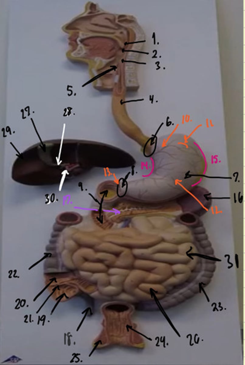 <p>#21-31</p>