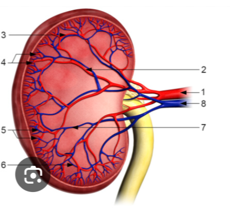 <p>order of renal vessels</p>