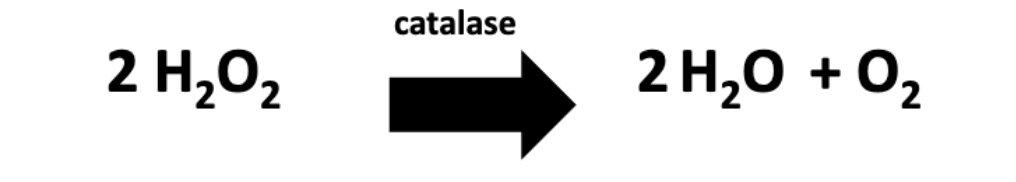 <ul><li><p>Catalase </p></li><li><p>Breaks down 2H<sub>2</sub>O<sub>2</sub> → <u>2H<sub>2</sub>O (*</u><strong><u>water</u></strong><u>) + O<sub>2</sub> (*</u><strong><u>oxygen</u></strong><u>)</u></p></li></ul><p></p>