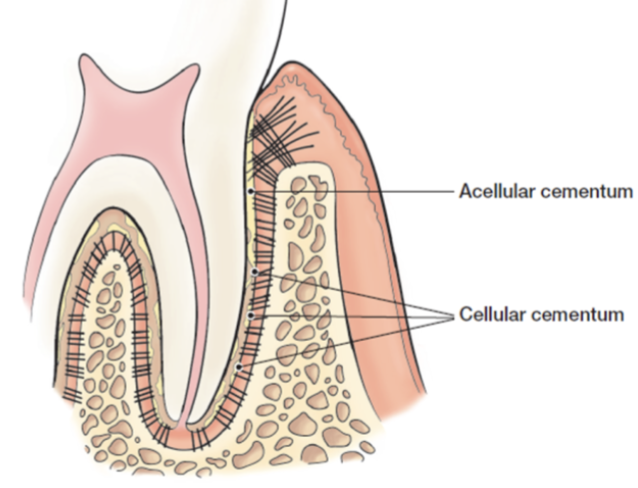 <p>Three Types of Cementum:</p>