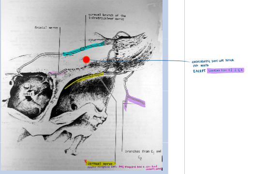 <p>Cornual N.</p><p>Cornual branch of infratrochlear N.</p><p>Frontal N.</p>