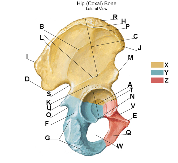 The portion of the ilium demonstrated by the color labeled "X" above is the: