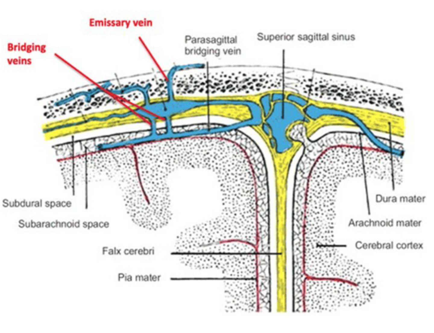 <p>Emissary veins</p>