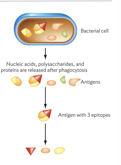 <p>Epitope</p>