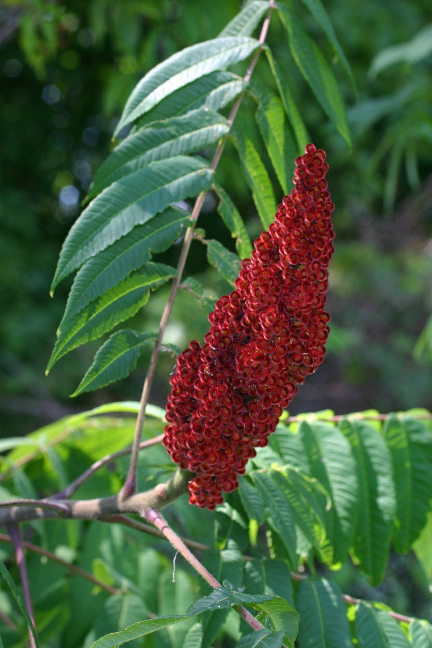 <p>-small tree or shrub</p><p>-alternate leaves and pinnately compound</p><p>-diecious</p><p>-red clustered drupes</p><p>-hairy twigs</p><p>-only red needle like hairs on fruit </p>