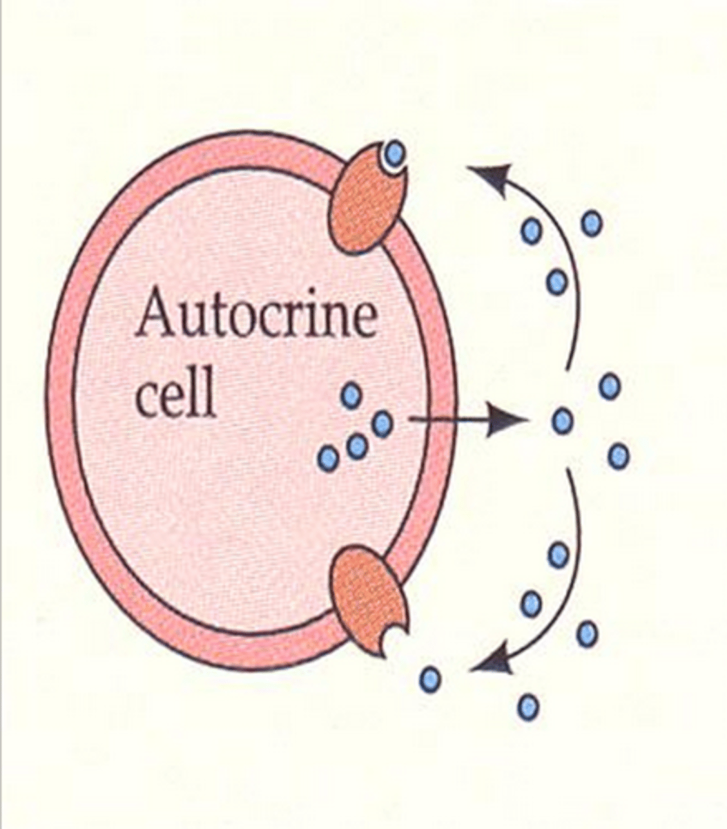 <p>cells producing hormone respond to that same hormone</p>
