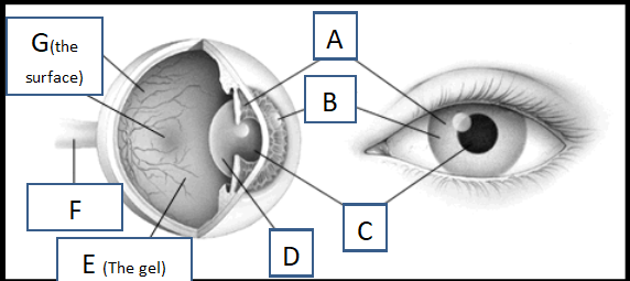 <p>A. Iris</p><p>B. Cornea</p><p>C. Pupil</p><p>D. Lens</p><p>E. Vitreous Humour</p><p>F. Optic Nerve</p><p>G. Retina</p>