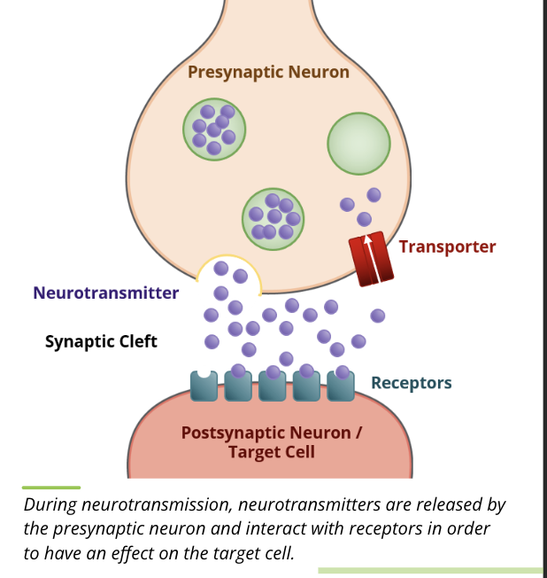 <ul><li><p>synaptic secretions occur where a nerve cell axon terminates on a target cell</p></li><li><p>when an excitatory signal comes down the axon to the synapse, neurotransmitters are released into the synapse where they either bind to a receptor on the target cell, are degraded by enzymes in the synapse, or are taken back up by the nerve cell</p></li><li><p>regardless of their fate, the presence of neurotransmitters in the synapse is very transient</p></li></ul><p></p>