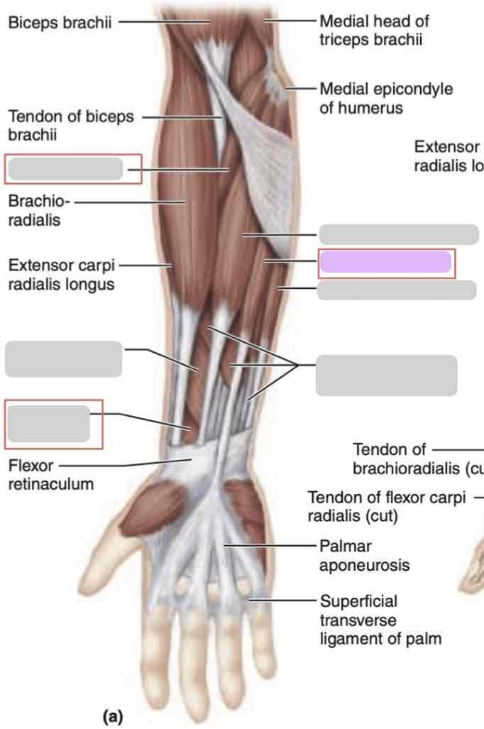 <p><span>Anterior arm (superficial)</span></p>