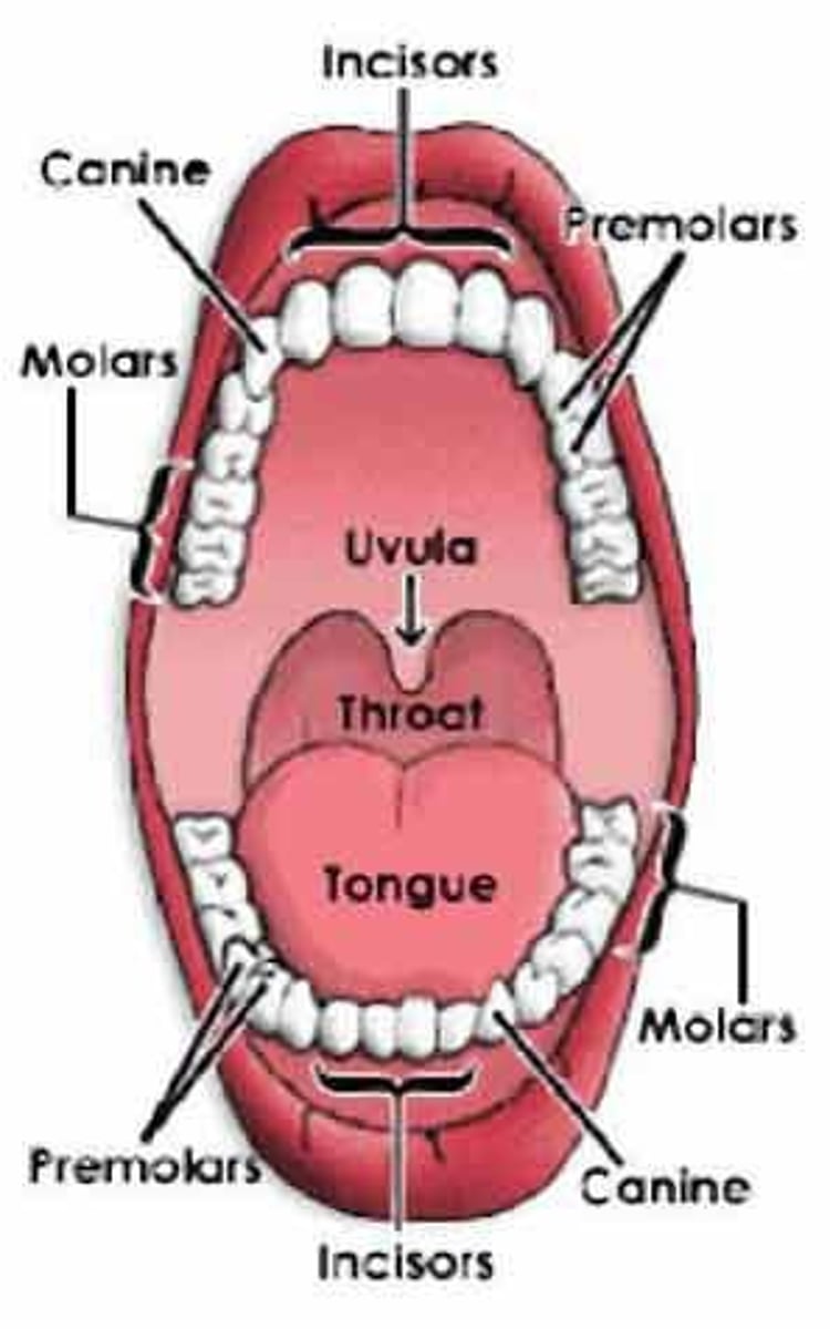 <p>the act of eating</p>