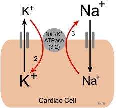 <p>It moves 3 Na+ ions out of the cell and 2 K+ ions into the cell, maintaining the concentration gradients.</p><ul><li><p>The pump keeps Na+ concentration low in neuron</p></li><li><p>K+ diffuses back into neuron</p></li><li><p>→ Re-establishes resting membrane potential</p></li></ul><p></p><ul><li><p>Signal travels away from cell body towards axon terminals</p></li><li><p>No decay</p></li><li><p>AP propagation</p></li></ul><p></p>