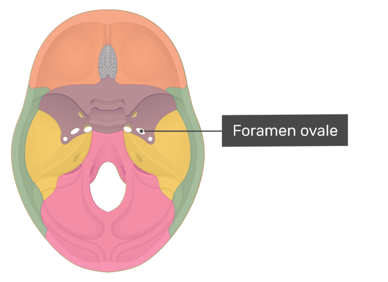 in sphenoid bone 