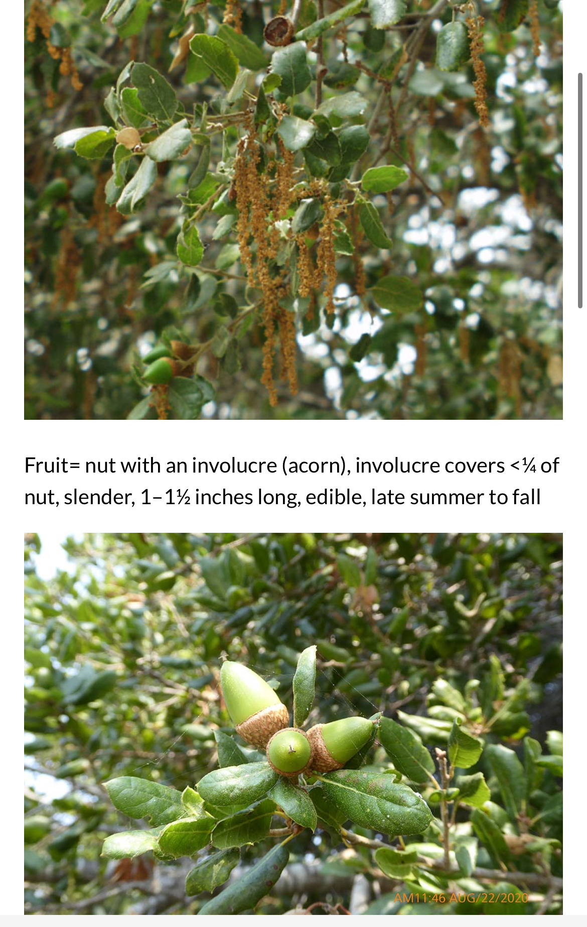 <p>Quercus agrifolia</p>