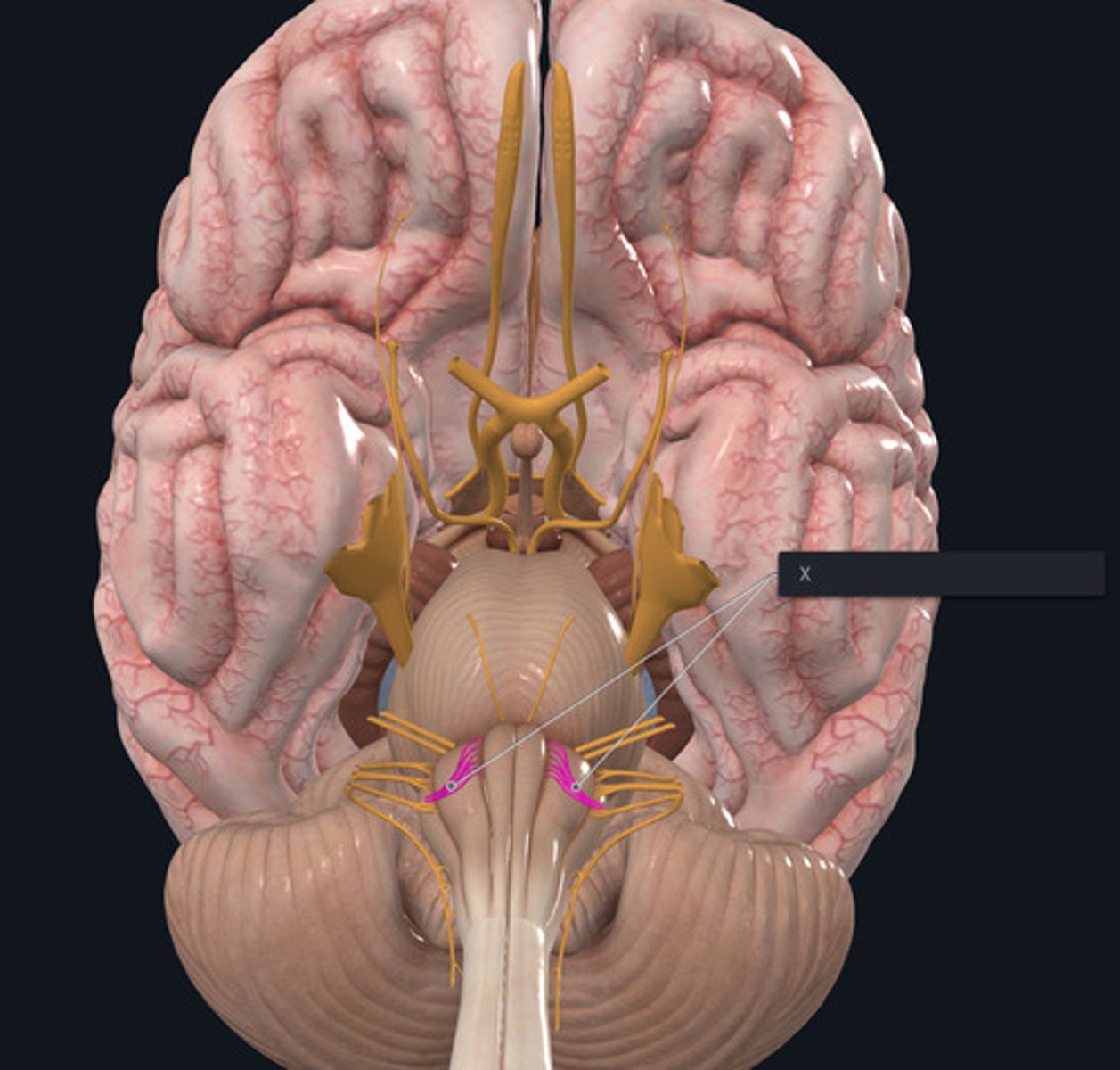 <p>Name the Nerve highlighted purple and indicated by the X.</p>