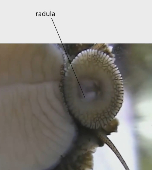 <p><span>Radula → tongue like thing with teeth like structure that scrapes surface they are crawling on like glass of aquarium</span></p>