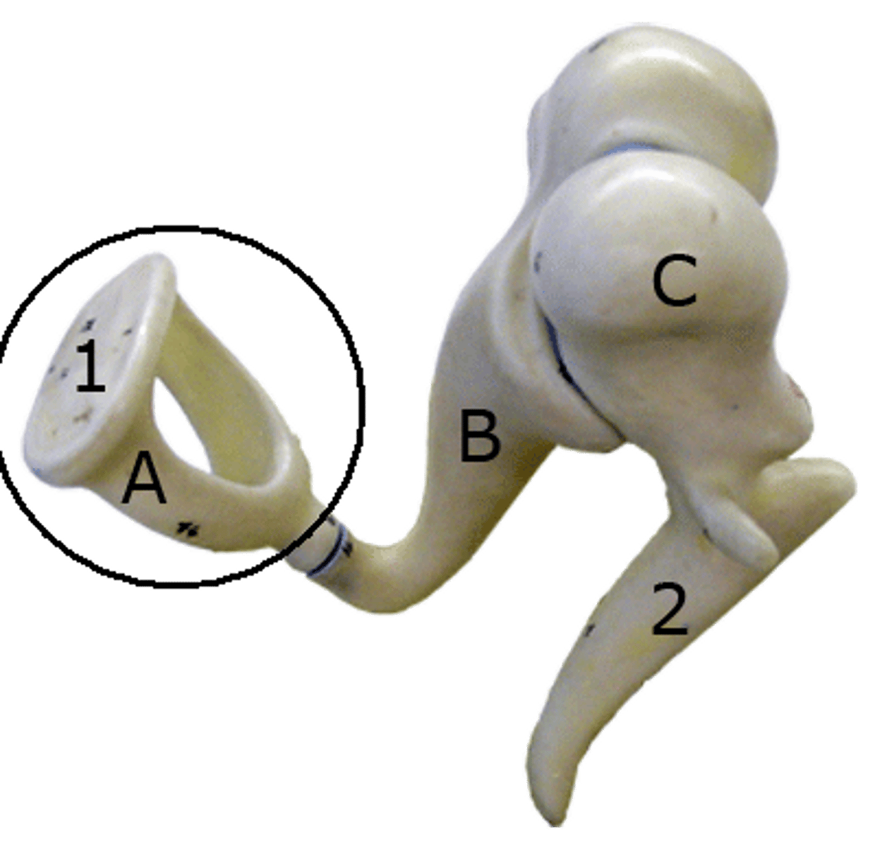 <p>stirrup; last of the three auditory ossicles of the middle ear</p>