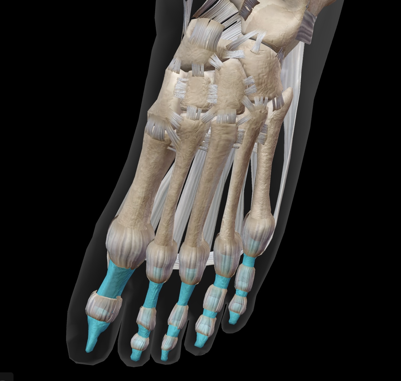 <p>most distal bones that form the toes</p>