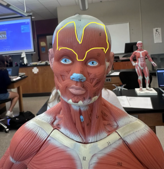 <p>What muscle is the yellow line indicating? What action does this muscle perform?</p>