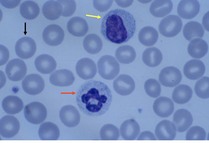 <p>What cell is the red arrow pointing to?</p>