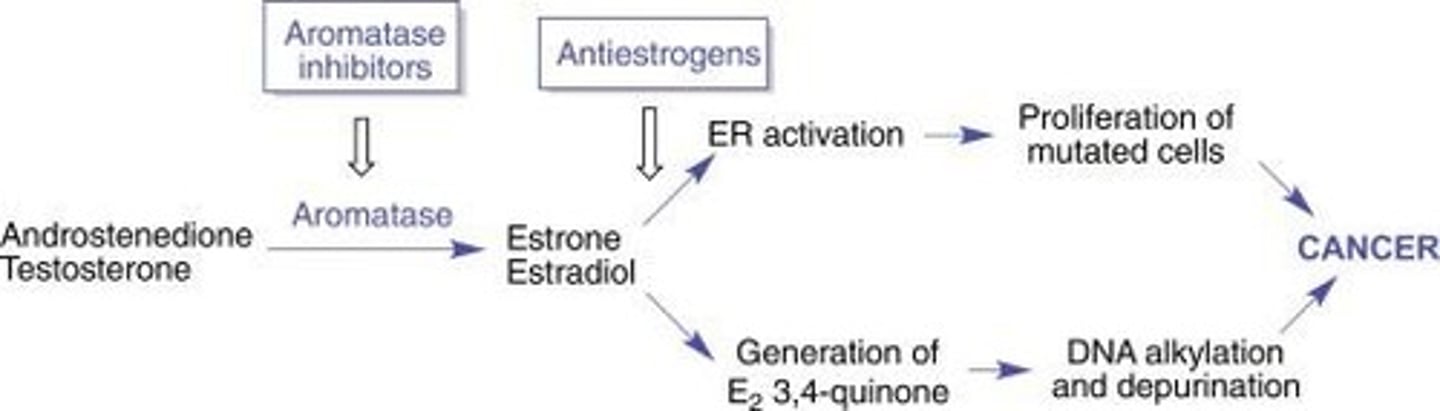 <p>Drugs that inhibit the aromatase enzyme, blocking the conversion of androgens to estrogens.</p>