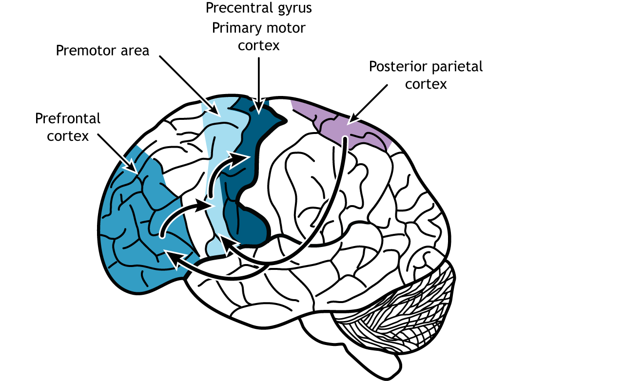 <p>premotor cortex</p>