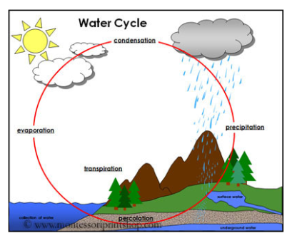 <p>Moves from atmosphere to earth through <strong>precipitation</strong>. Surface runoff and <strong>groundwater </strong>flows to other bodies of water.<br><br>Water enters the atmosphere through <strong>transpiration </strong>and <strong>evaporation</strong></p>