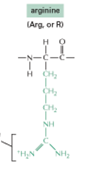 <p>Arginine (C,C,C,NH) (C,H2N+ dbl, NH2)</p>
