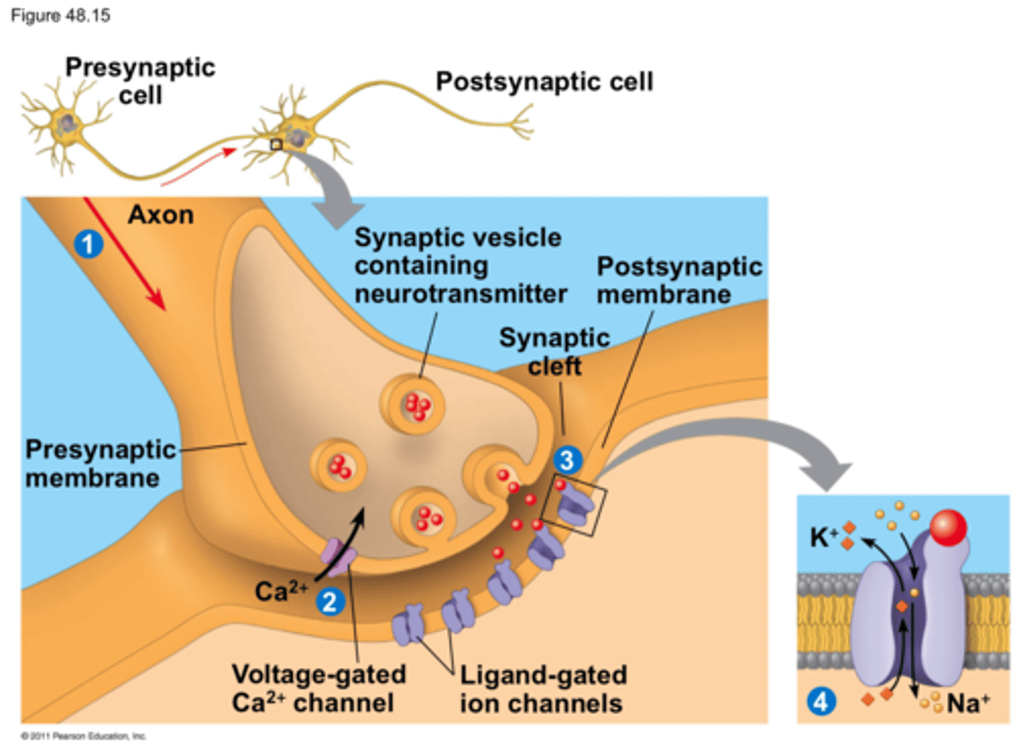 <p>b. They facilitate entry of calcium ions into the presynaptic terminal</p>