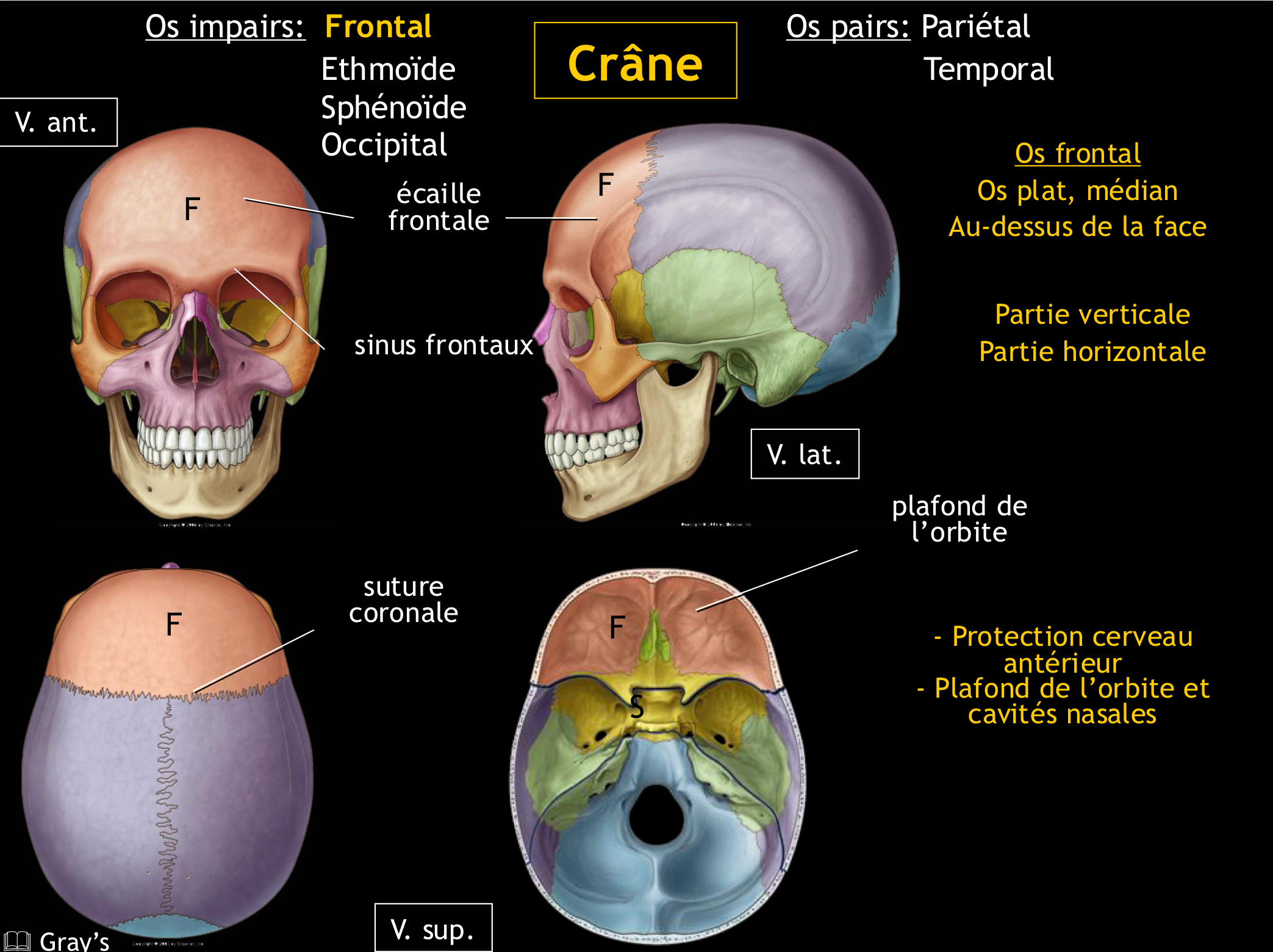 <p>Le bord circoférentiel de l’écaille est dentelé dans sa partie postérieure et s’articule surtout avec les os périétaux, formant la suture coronale</p>