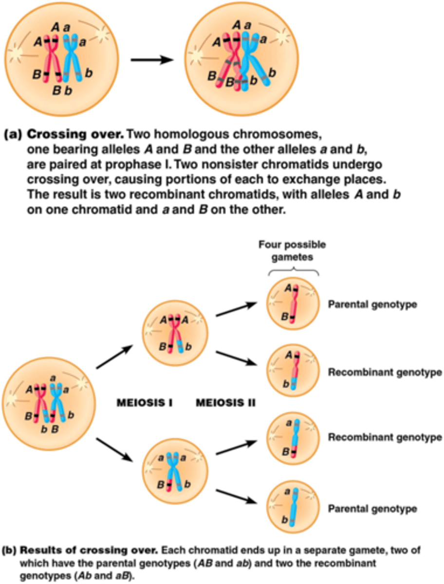 <p>Homologe recombinatie van 2 niet-zusterchromatiden van homologe chromosomen</p><p>=uitwisseling van stukjes zusterchromatiden</p><p>->genetische variatie</p>