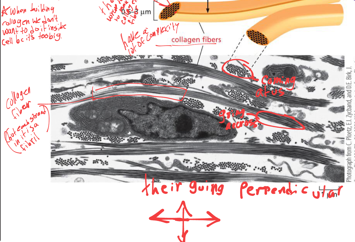 <ol><li><p>we don’t want to build collagen inside the cell bc its too big, so up until the triple stranded molecule forms, it will be pushed out the cell. </p></li><li><p>collagen fibers are very complex </p></li><li><p>they move perpendicular inside the cell.</p></li></ol><p></p>