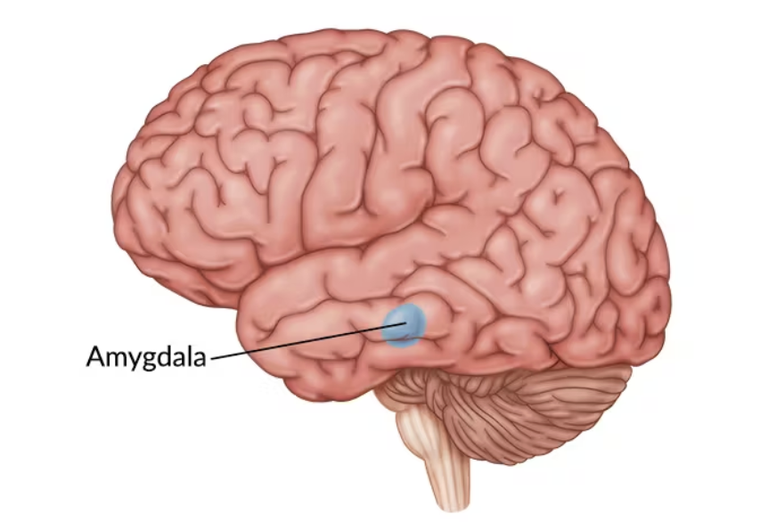 <p>Linked to emotion (fear and aggression specifically)</p>
