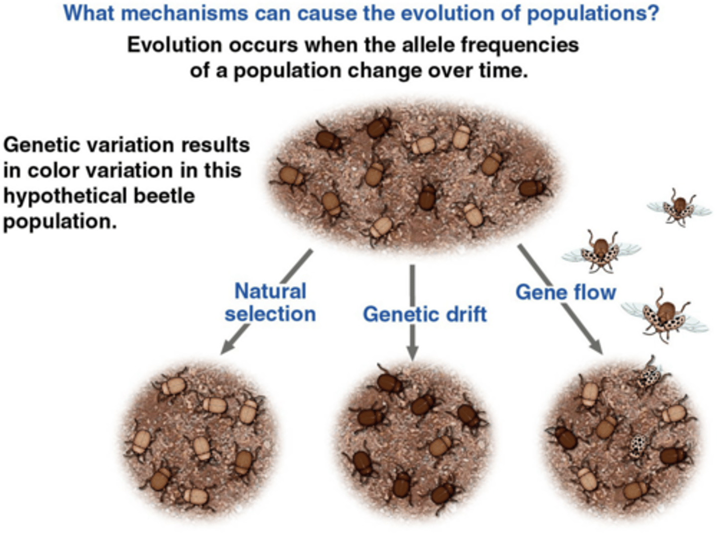 <p>changes in the allele frequencies of a population over time due to either natural selection, genetic drift, or gene flow</p>