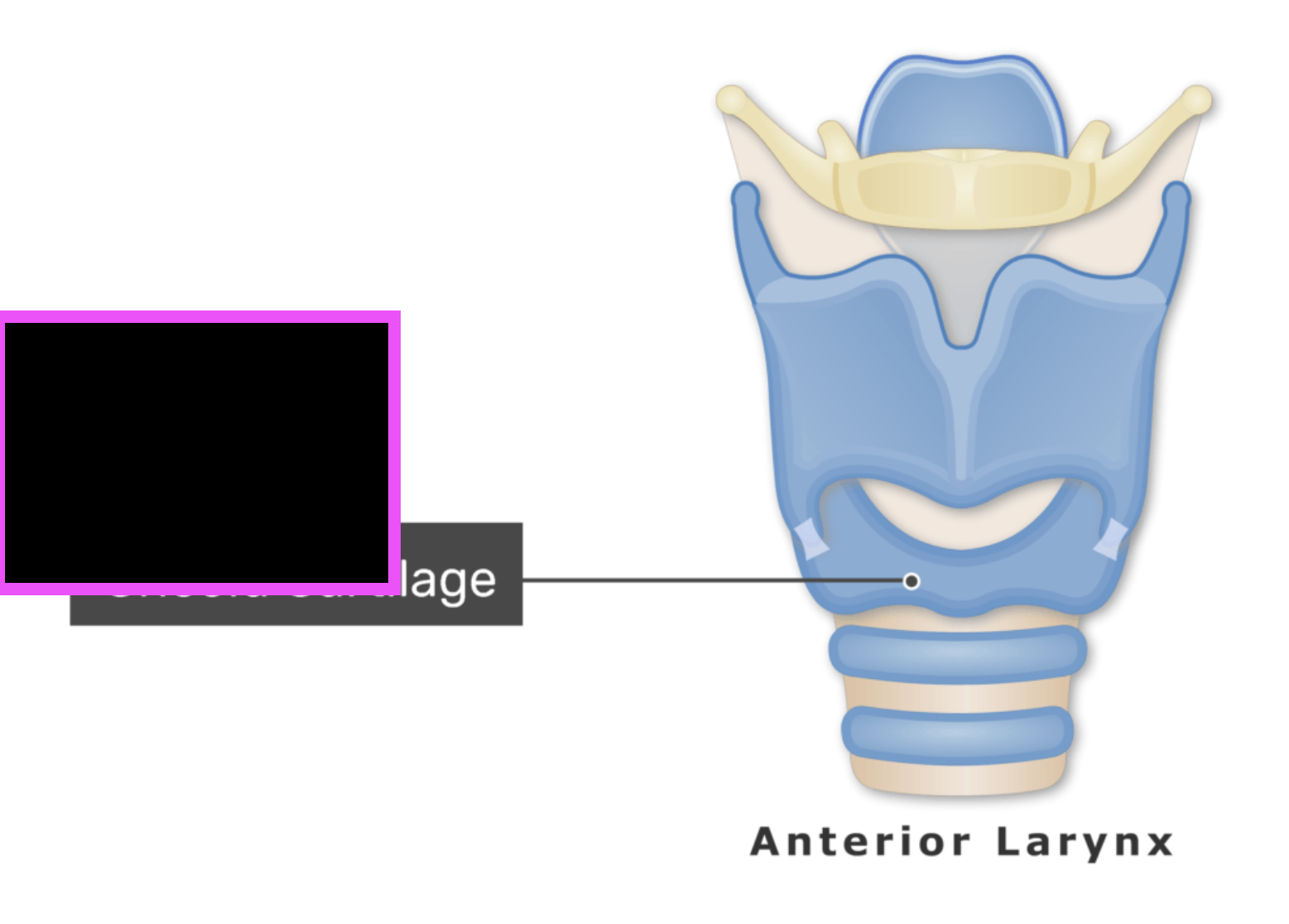 term image