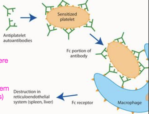 <p>antibodies bind to surface of platelets, which are then removed by the mononuclear phagocyte system causing thrombocytopenia</p>