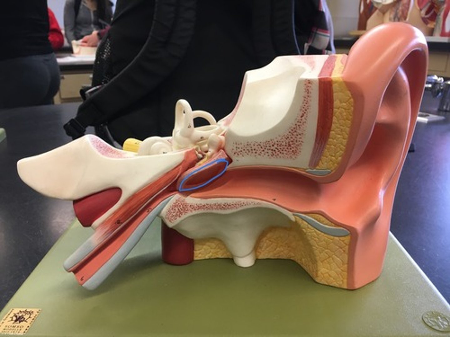 <p>Eardrum outer layer; thin cone-shaped membrane that separates the external ear from the middle ear. "Ear drum"</p>