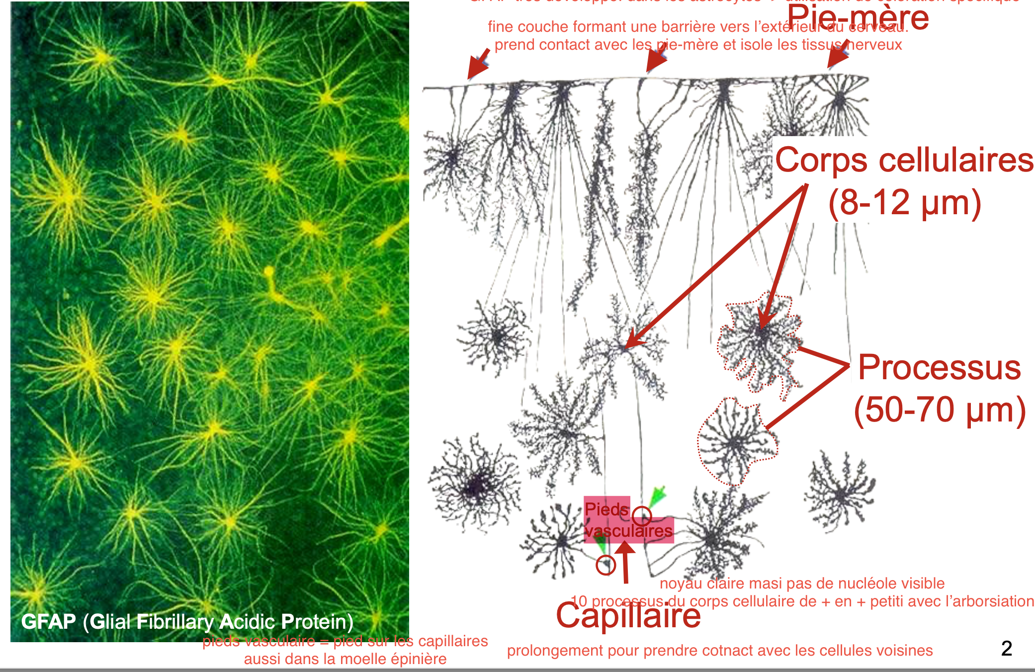 <ul><li><p>Riche en GFAP → marqueur</p></li><li><p>Noyau claire mais pas de nucléole visible</p></li><li><p>contient des pieds vasculaires sur les capillaires.</p></li><li><p>Forme une barrière en contact avec la pie-mère isolant les tissus nerveux.</p></li></ul><p></p>