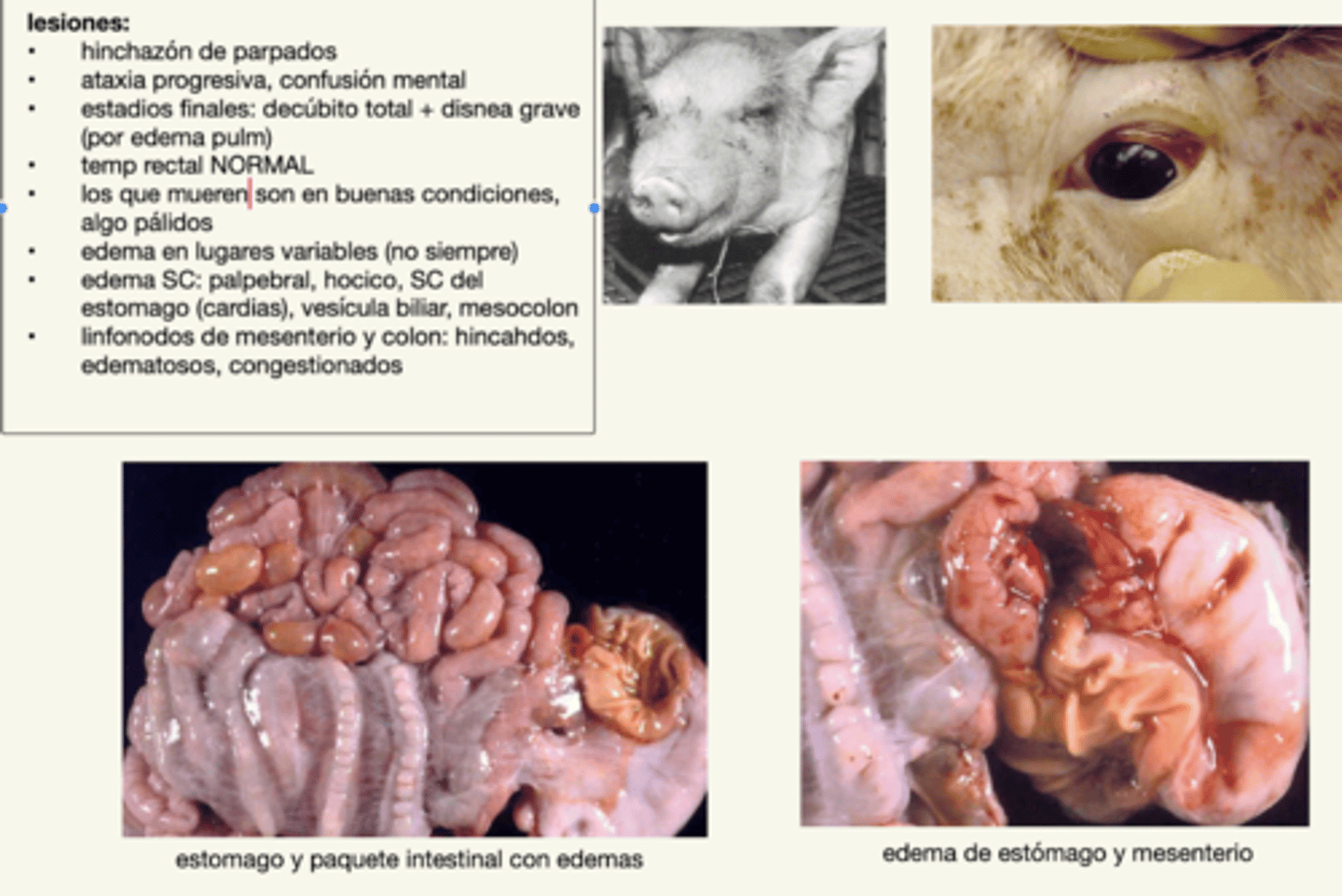 <p>- edema en lugares variables</p><p>- edema SC: palpebral, hocico, estomago, vesicula biliar, mesocolon, linfonodos mesentericos</p>