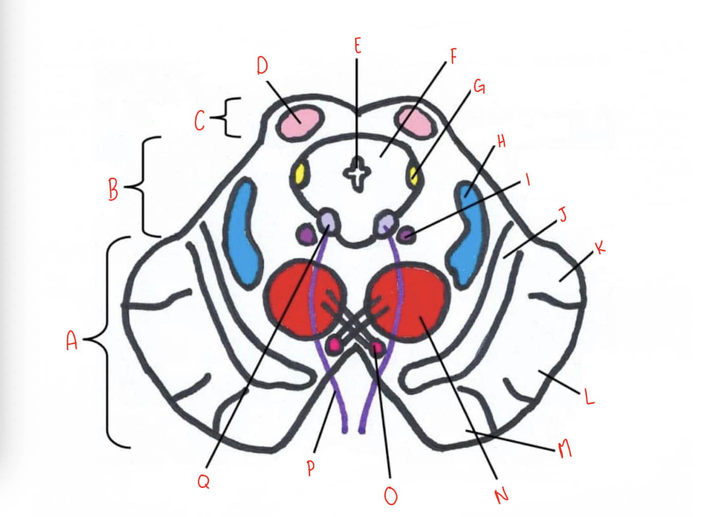 <p>What structure of the sliced superior colliculus section of the midbrain is labeled L?</p>