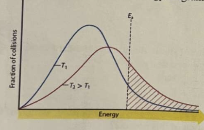 <p>*Consider the following activation energy diagram (a Maxwell-Boltzmann distribution).<br>From the above activation energy diagram, it is seen that the reaction rate will ___ at ___ temperature.<br>A. decrease / lower<br>B. increase / higher<br>C. decrease / higher<br>D. increase / lower<br>E. stay the same / any</p>