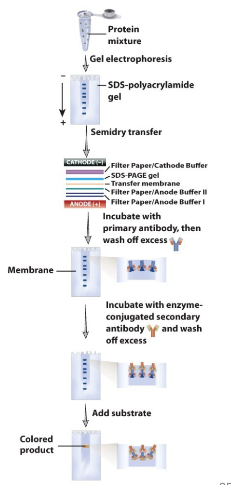 <ol><li><p>SDS PAGE - proteins are denatured by heat and detergent (SDS) and electrophoresed, separating by size </p></li><li><p>the proteins are transferred to a membrane (here using “electroblotting”) - western blotting </p></li><li><p>the membrane is incubated with an antibody specific for one of the proteins </p></li><li><p>bound antibody is detected by a secondary antibody that is conjugated to an enzyme or tagged (radioactive or fluorescent tags) = visualization </p></li></ol><p></p>