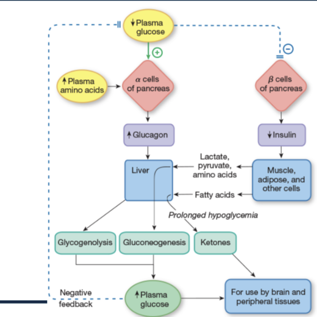 <ol><li><p><span>↓ </span>Plasma glucose</p></li></ol><ul><li><p>Low glucose <strong>stimulates α cells</strong> in the pancreas</p></li><li><p>At the same time, low glucose <strong>inhibits β cells</strong>, so <strong>insulin decreases</strong> (not enough plasma glucose to uptake)</p></li></ul><ol start="2"><li><p><strong>α cells release glucagon (↑ glucagon) </strong>+ <strong>↑ plasma amino acids </strong> <br>Glucagon’s main target is the <strong>liver</strong>.</p></li></ol><ol start="3"><li><p><strong>Glucagon acts on the liver to raise blood glucose:</strong></p><ul><li><p><strong>↑ Glycogenolysis</strong> – liver breaks down glycogen → releases glucose</p></li><li><p><strong>↑ Gluconeogenesis</strong> – liver makes new glucose from:</p><ul><li><p>Lactate</p></li><li><p>Pyruvate</p></li><li><p>Amino acids</p></li></ul></li><li><p>During prolonged fasting:</p><ul><li><p>Liver produces <strong>ketones</strong> from fatty acids</p></li></ul></li></ul></li><li><p><strong>Other tissues help supply fuel:</strong></p><ul><li><p>Muscle, adipose, and other cells release:</p><ul><li><p>Amino acids</p></li><li><p>Lactate/pyruvate</p></li><li><p>Fatty acids</p></li></ul></li><li><p>These go to the liver to support gluconeogenesis and ketone production.</p></li></ul></li></ol><ol start="5"><li><p><strong>Result:</strong></p></li></ol><ul><li><p>Liver releases glucose into the blood → <strong>↑ plasma glucose</strong></p></li><li><p>Brain and peripheral tissues now have fuel</p></li><li><p>Rising glucose provides <strong>negative feedback</strong>, reducing further glucagon release</p></li></ul><p></p>